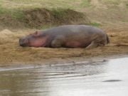 Hippo